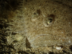 Scophthalmus rhombus