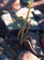 Ornithogalum rupestre