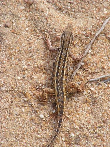 Meroles squamulosus