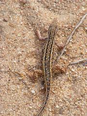 Meroles squamulosus