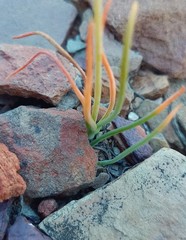 Ornithogalum rupestre