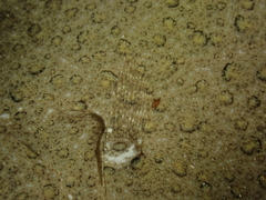 Scophthalmus rhombus