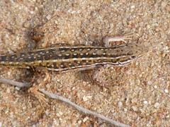 Meroles squamulosus