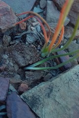 Ornithogalum rupestre