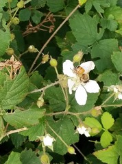 Apis mellifera