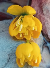 Ornithogalum rupestre