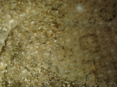 Scophthalmus rhombus