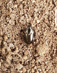 Carabidae