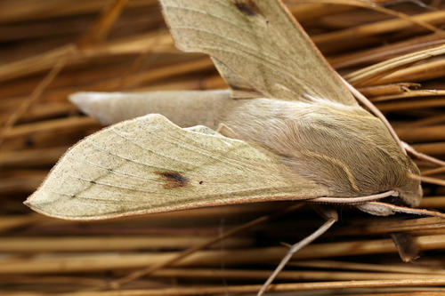 Cape Hawkmoth