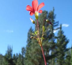 Oxalis pendulifolia