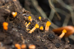 Eustilbum aureum