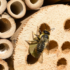 Megachile centuncularis