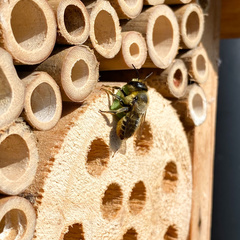 Megachile centuncularis