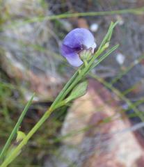 Psoralea diturnerae