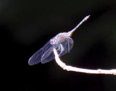 Trithemis festiva