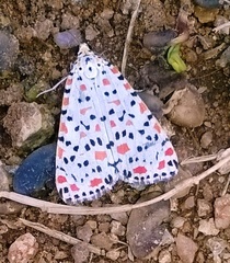 Utetheisa pulchelloides