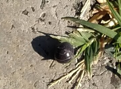 Armadillidium vulgare