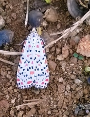 Utetheisa pulchelloides