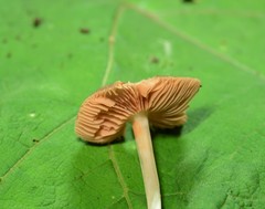 Pluteus saupei