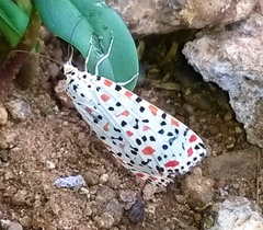 Utetheisa pulchelloides