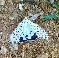 Utetheisa pulchelloides
