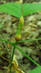 Neolasioptera desmodii