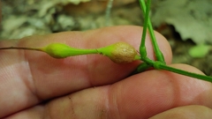 Neolasioptera desmodii