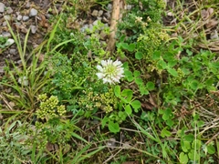Trifolium repens