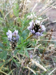 Astragalus austrosibiricus