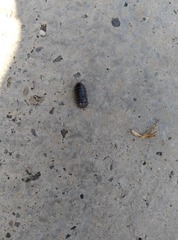 Armadillidium vulgare