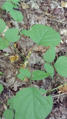 Neolasioptera desmodii