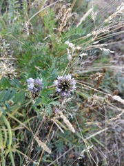 Astragalus austrosibiricus