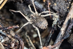 Lacinius horridus