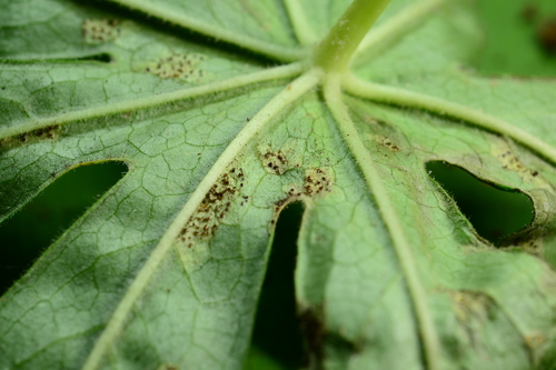 Puccinia podophylli image