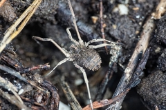 Lacinius horridus