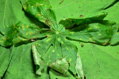 Puccinia podophylli image