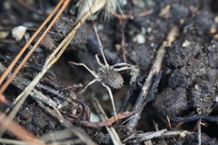 Lacinius horridus