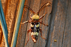 Megacyllene antennata