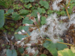 Adenostyles australis