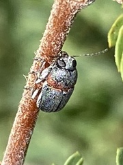 Pachybrachis thoracicus