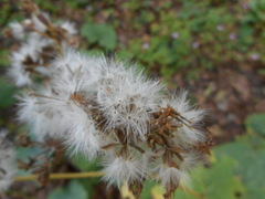 Adenostyles australis