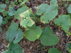 Adenostyles australis