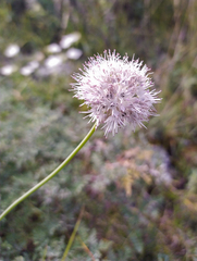 Allium schischkinii