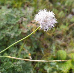 Allium schischkinii