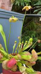 Sarraceniaceae