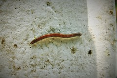 Pseudospirobolellus avernus