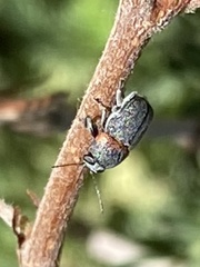 Pachybrachis thoracicus