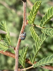 Pachybrachis thoracicus