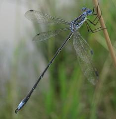 Lestes plagiatus