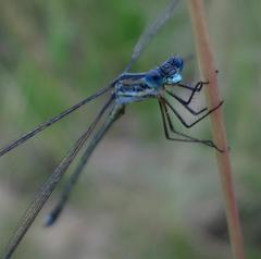 Lestes plagiatus
